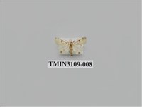 藏品(螟蛾194)的圖片